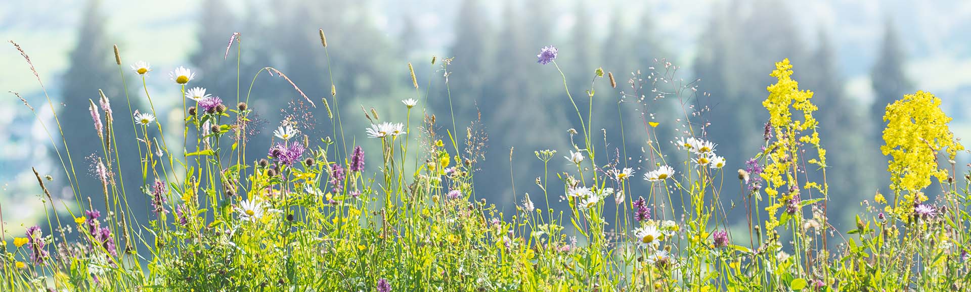 Biodroga Take A Breath Phyto Therapy Oil Essence – Biodroga USA