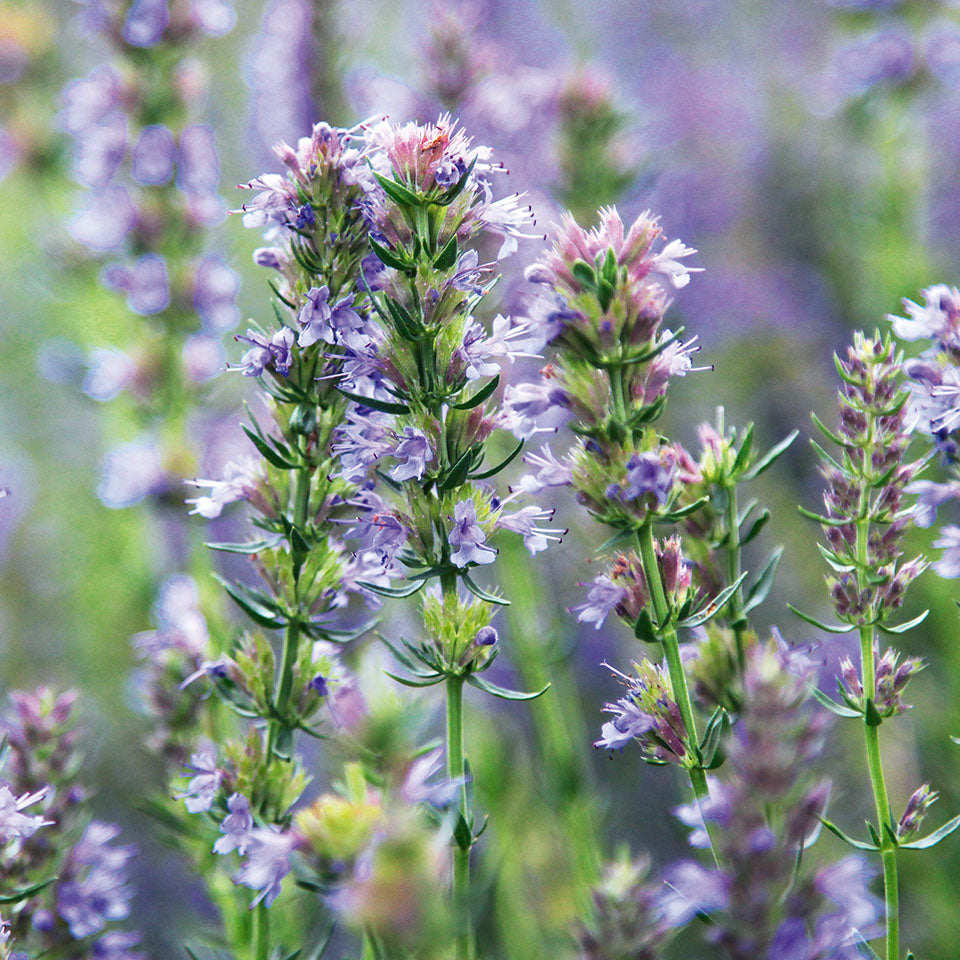 Biodroga Organic Institute – Biodroga USA